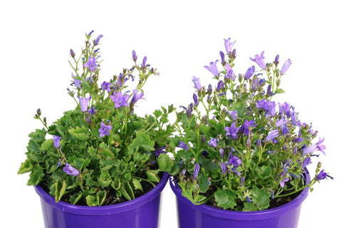 Campanula Catharina