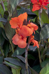 Canna Cannova Bronze Orange