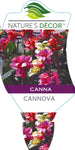 Canna Cannova Bronze Orange