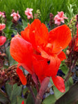 Canna Cannova Bronze Scarlet