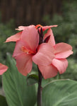 Canna Cannova Mango