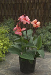 Canna Cannova Mango