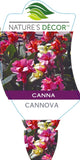 Canna Cannova Mango