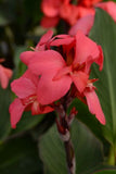 Canna Cannova Rose