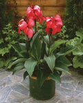 Canna Cannova Rose