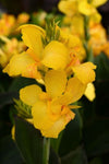 Canna Cannova Yellow