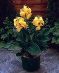 Canna Cannova Yellow