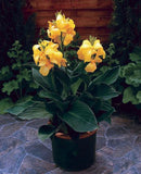 Canna Cannova Yellow