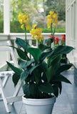 Canna Cannova Yellow