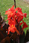 Canna Show Off Australia