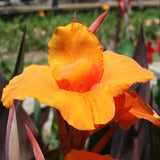 Canna Show Off Emerald Sunset