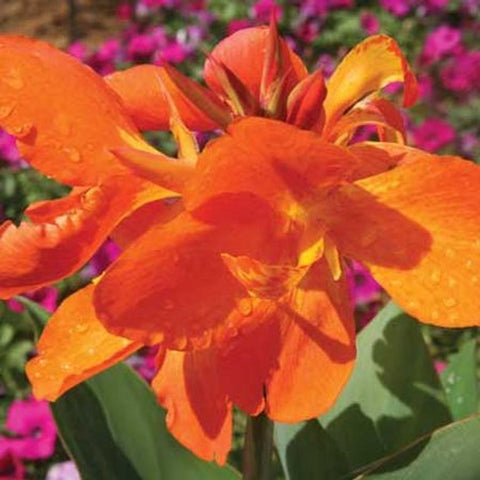 Canna Show Off Orange Punch