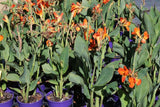 Canna Show Off Orange Punch