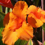 Canna Show Off Pretoria