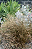 Carex Dusky Fountain