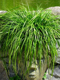 Carex oshimensis Evergreen