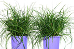 Carex oshimensis Evergreen