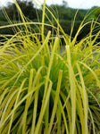 Carex oshimensis Everillo