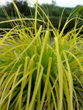 Carex oshimensis Everillo