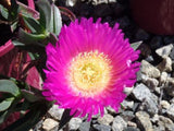 Carpobrotus Aussie Rambler TM CAR10