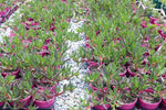 Carpobrotus Aussie Rambler TM CAR10