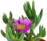 Carpobrotus virescens