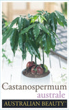 Castanospermum australe