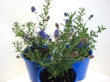 Ceanothus Blue Pacific