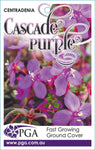 Centradenia Cascade Purple