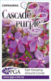 Centradenia Cascade Purple