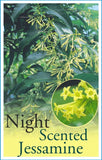 Cestrum nocturnum