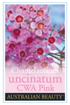 Chamelaucium C. W. A. Pink