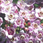 Chamelaucium Paddys Pink