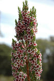 Chamelaucium Pinnacle Pink