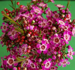 Chamelaucium Purple Giant