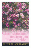 Chamelaucium Purple Pride