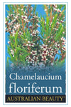 Chamelaucium floriferum