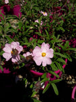 Cistus Silver Pink