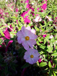 Cistus Silver Pink