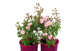 Cistus Silver Pink