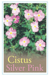 Cistus Silver Pink