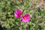 Cistus x pulverulentus Sunset