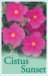 Cistus x pulverulentus Sunset