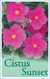 Cistus x pulverulentus Sunset