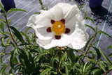 Cistus x purpureus Alan Fradd