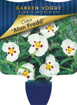 Cistus x purpureus Alan Fradd