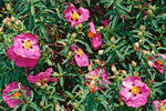 Cistus x purpureus Brilliancy