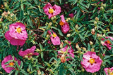 Cistus x purpureus Brilliancy