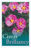 Cistus x purpureus Brilliancy