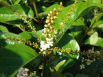 Citharexylum quadrangulare